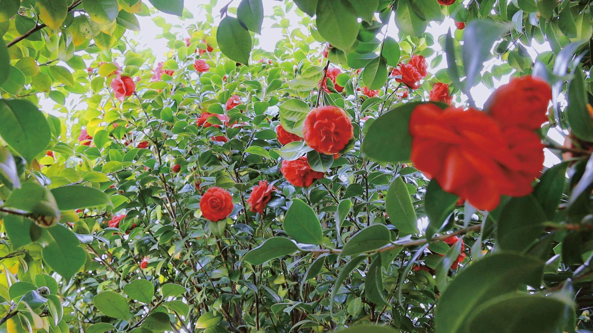 必发集团app在春天见面吗？